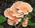 Central Pennsylvania Mushroom Club